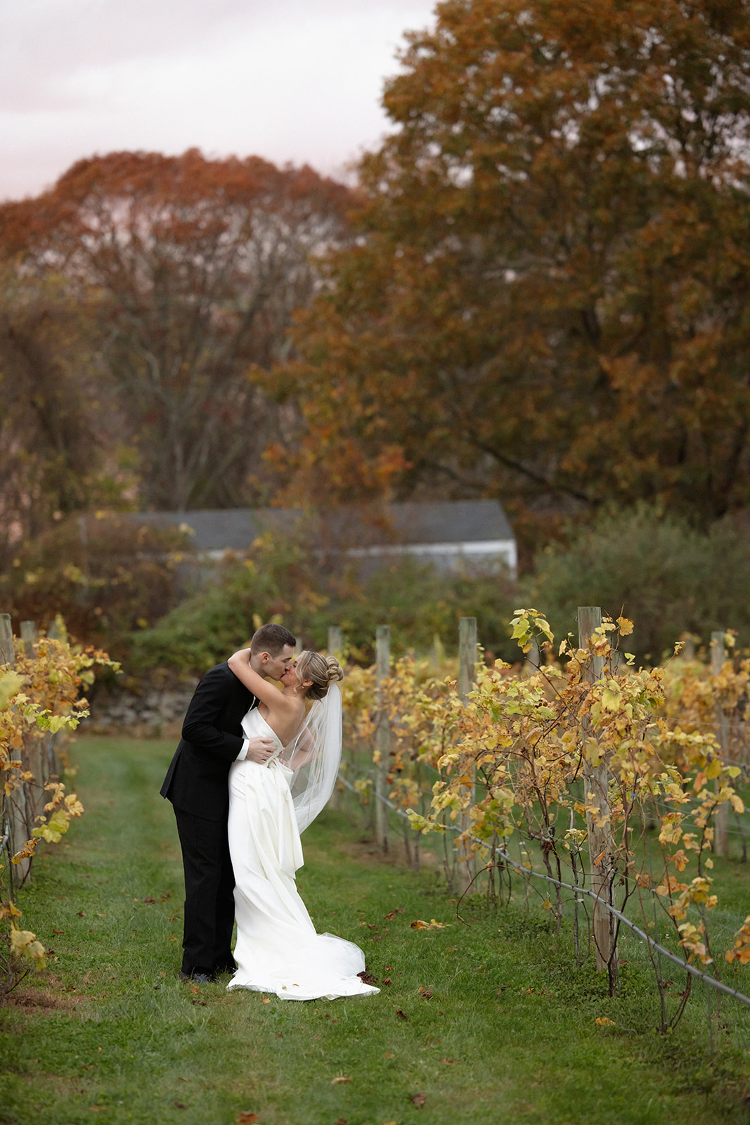 Bride and groom kissing between golden vineyard rows at sunset in Rhode Island.