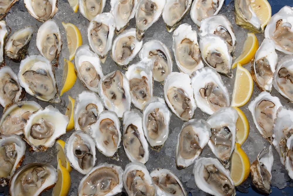 Fresh oysters on ice with lemon wedges served during cocktail hour.